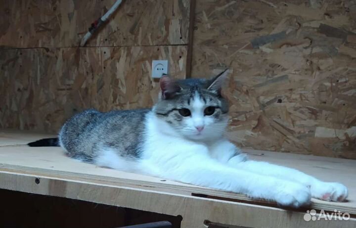 Стерилизованная молодая кошечка в добрые руки