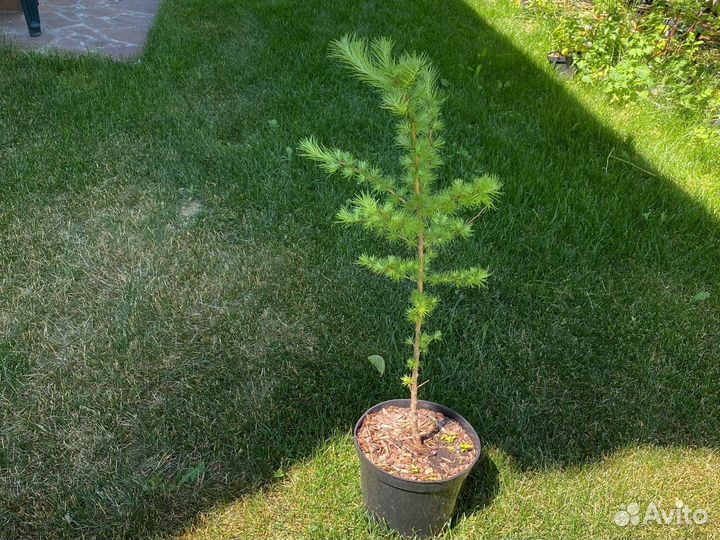 Лиственница японская (Кемпфера)