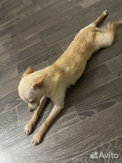 Мини той-терьер, вязка