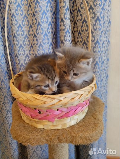 Сибирская кошка