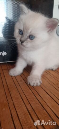 Британские котята