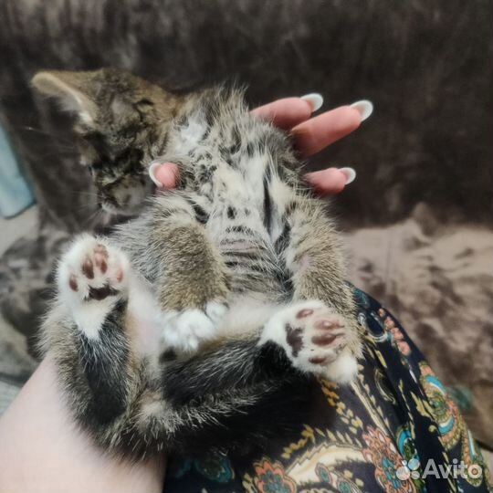 Мальчишка котик