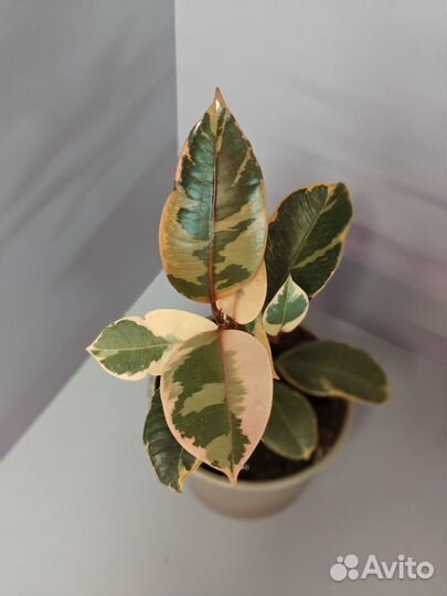 Фикусы сортовые