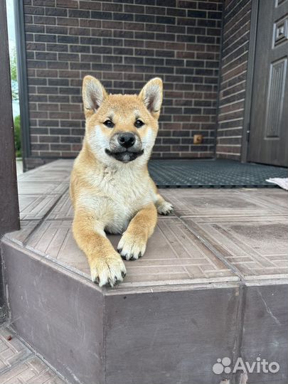 Щенки сиба ину
