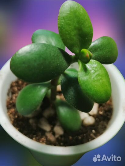 Денежное дерево - полезная толстянка, крассула