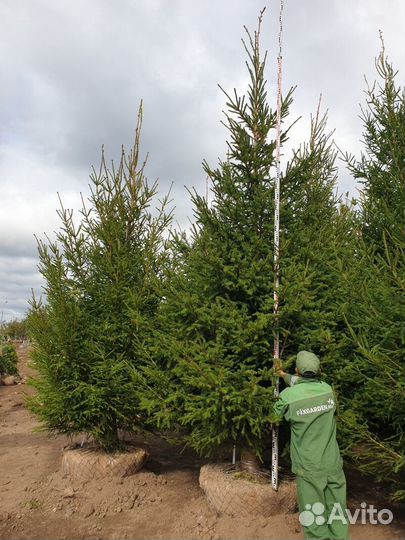 Ель обыкновенная Высота от 100см