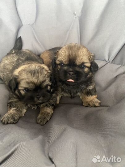 Щенки пекинеса