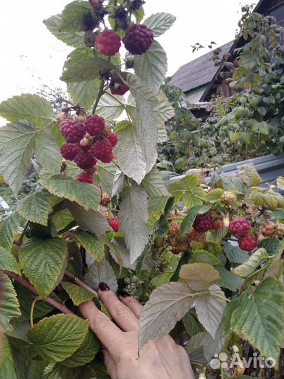 Саженцы Ремонтантной и обычной малины