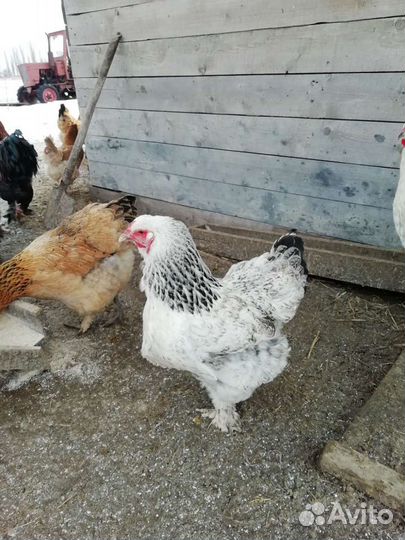 Инкубационное яйцо брама