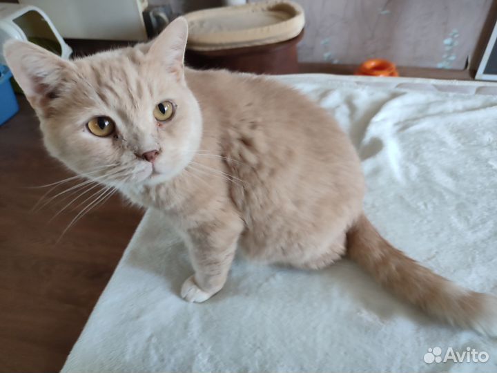 Отдам кота в добрые руки