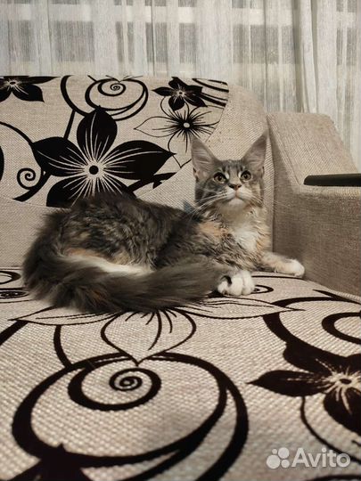 Котята мейн-кун