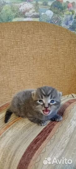 Шотландская вислоухая кошка