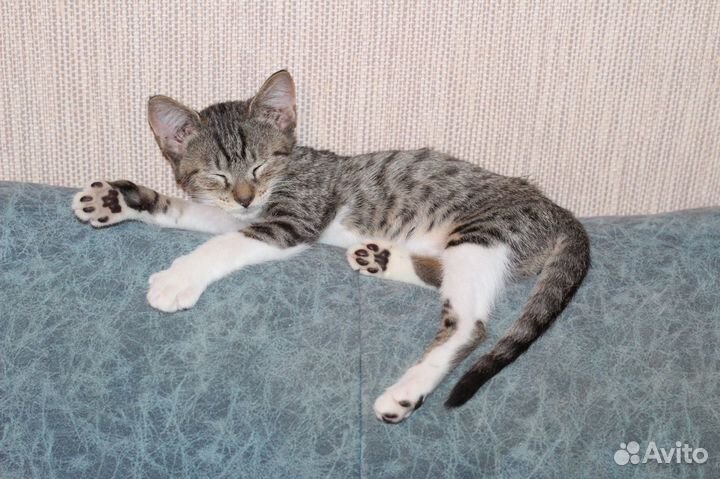 Пятнистые, пушистые, волшебные котята