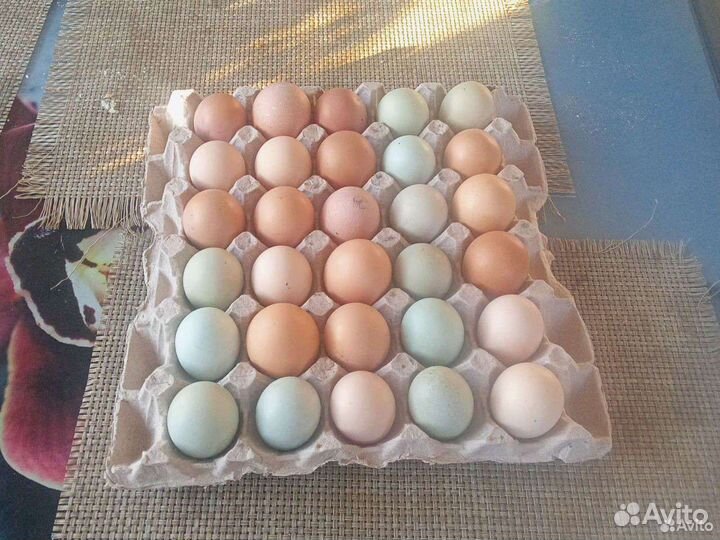 Инкубационное яйцо