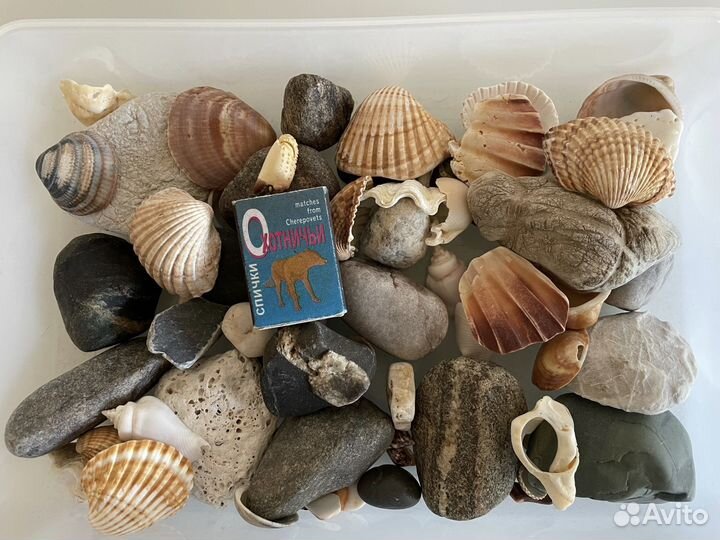 Морские камушки и ракушки