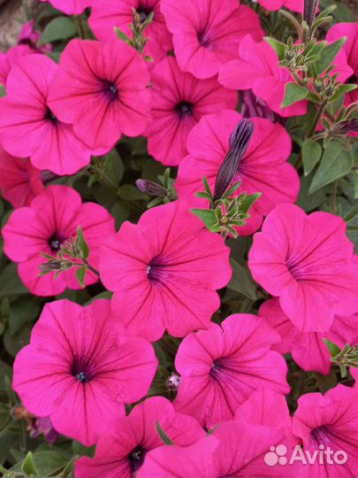 Цветы петунии рассада