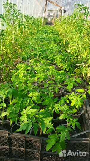 Рассада помидор