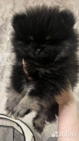 Щенки шпица мини мишка