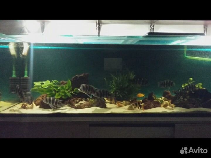 Аквариум