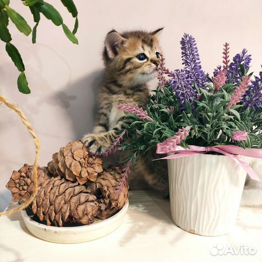 Шотландские котята