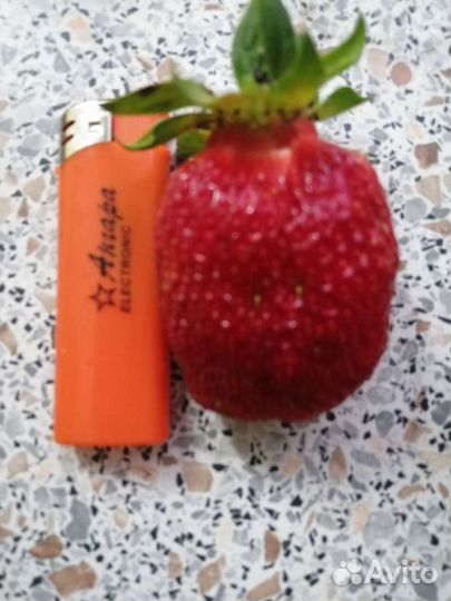 Рассада клубники Гигантелла