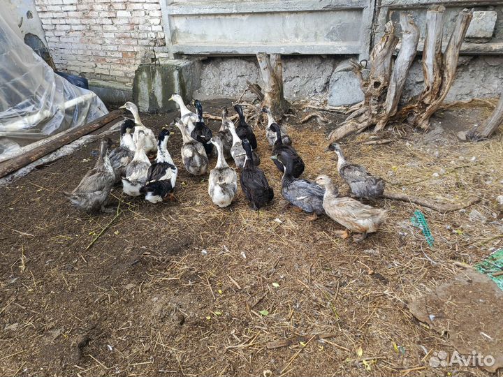 Утки голубой фаворит