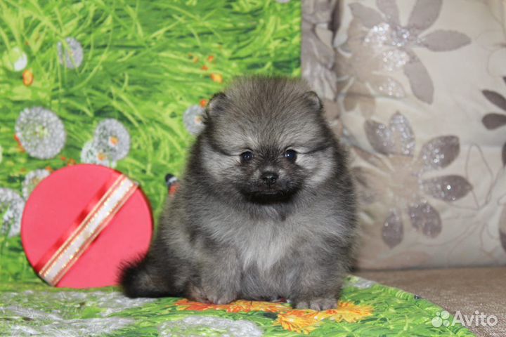 Померанский шпиц