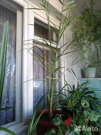 Комнатные растения Пальма
