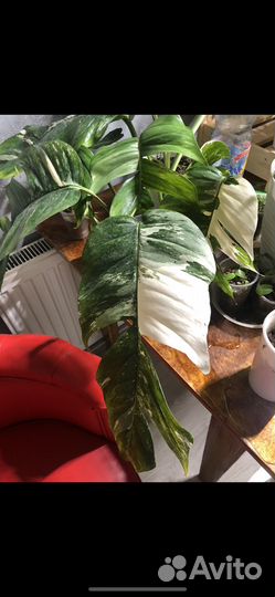 Эпипремнум пиннатум варигатный Альба