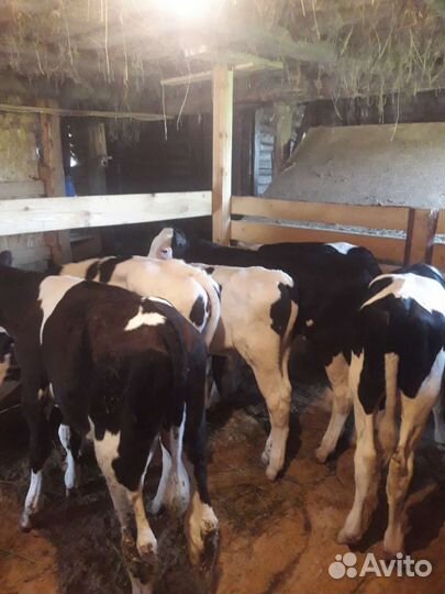 Продажа бычков