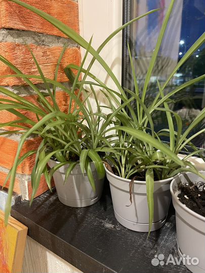 Хлорофитум