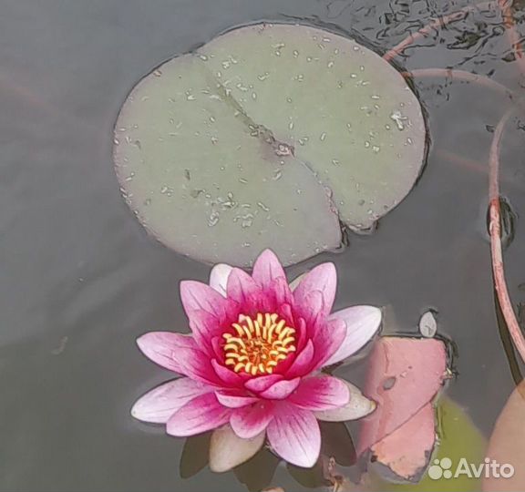 Нимфеи для пруда