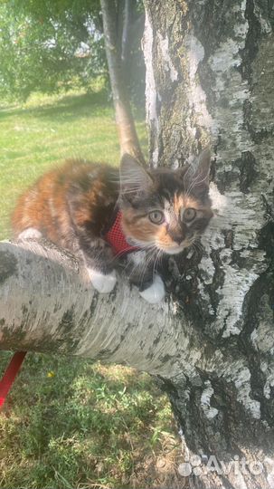 Курильский бобтейл