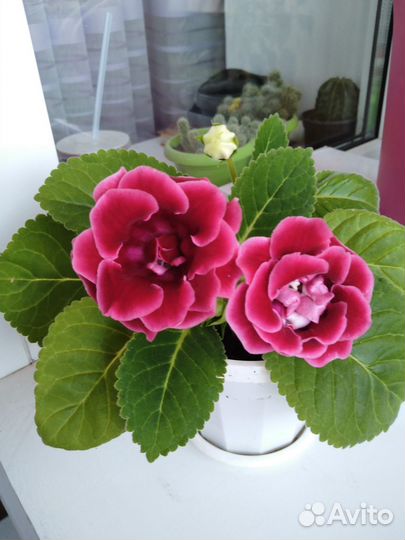 Глоксиния махровая