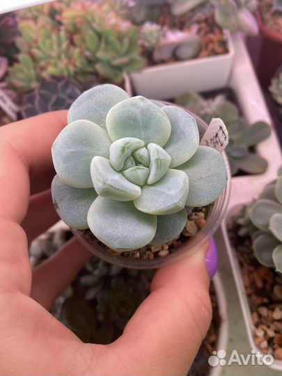 Суккуленты, эхеверия