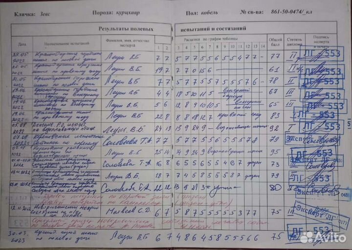 Щенки Курцхаара