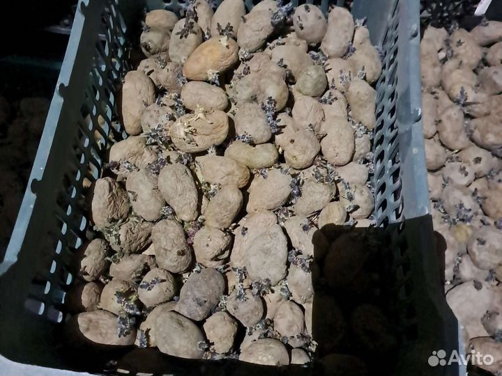 Семенной картофель