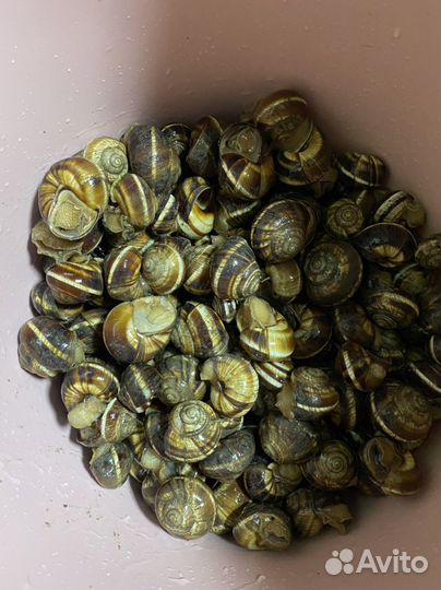 Улитки виноградные