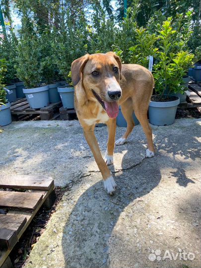 Собака в добрые руки