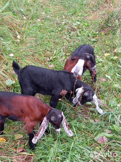 Козы камори