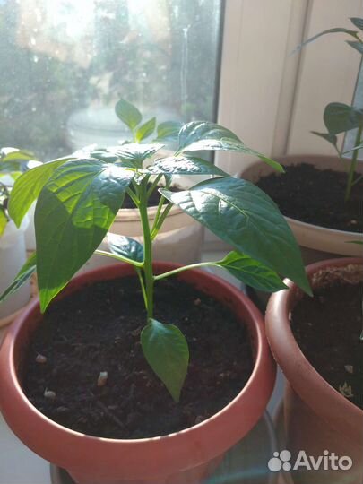 Острый перчик