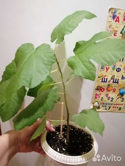 Домашние цветы