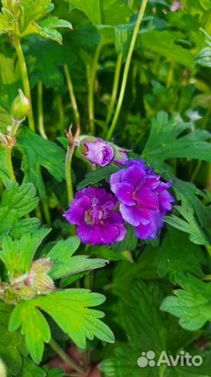 Многолетняя махровая герань