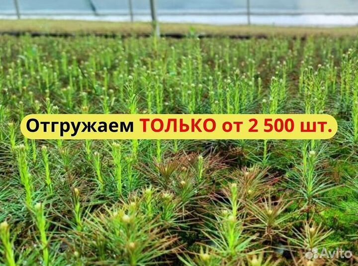 Сеянцы ели зкс от производителя