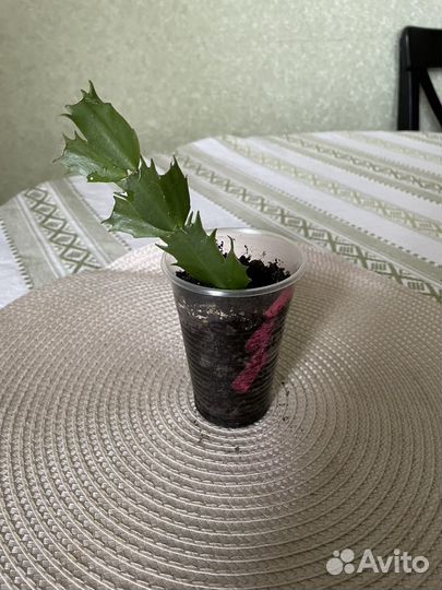 Комнатные растения/цветы (декабрист шлюмбергера)