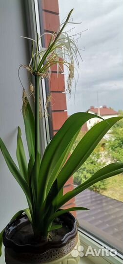Гименнокаллис детка