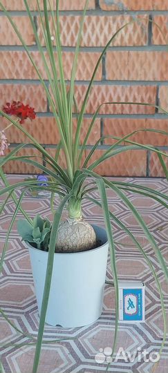 Бокарнея нолина