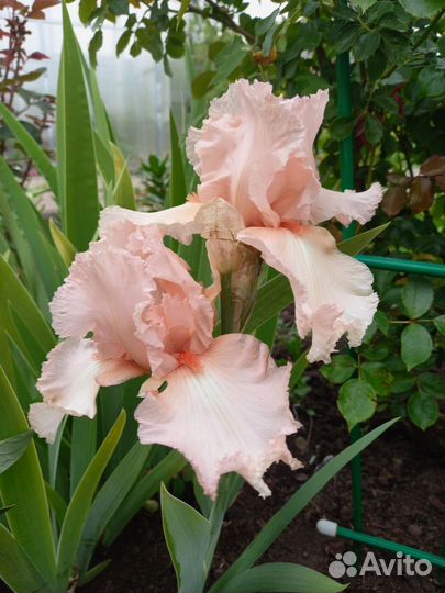 Ирисы бородатые