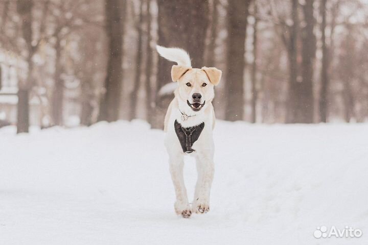 Собака в добрые руки
