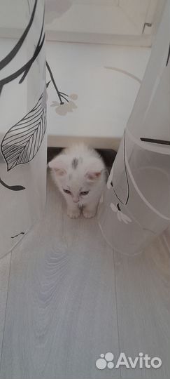 Котенок